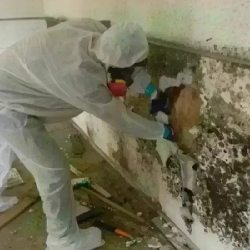 Mold Remediation and Removal in Llano County, TX